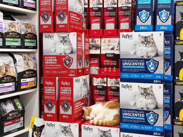Kedi kumu kolilerinin üzerinde uyuyan kedi